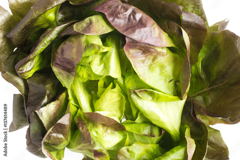 Baby Red Lettuce