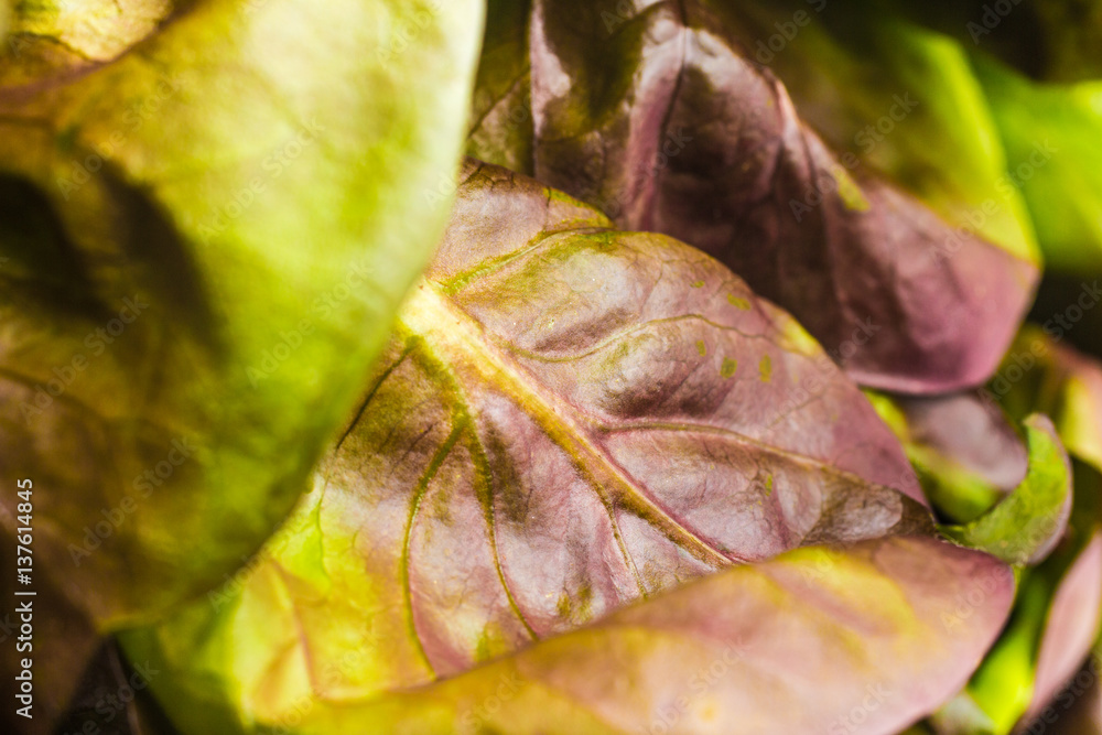 Baby Red Lettuce