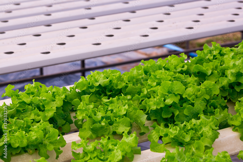 fresh green lettuce in organic farm