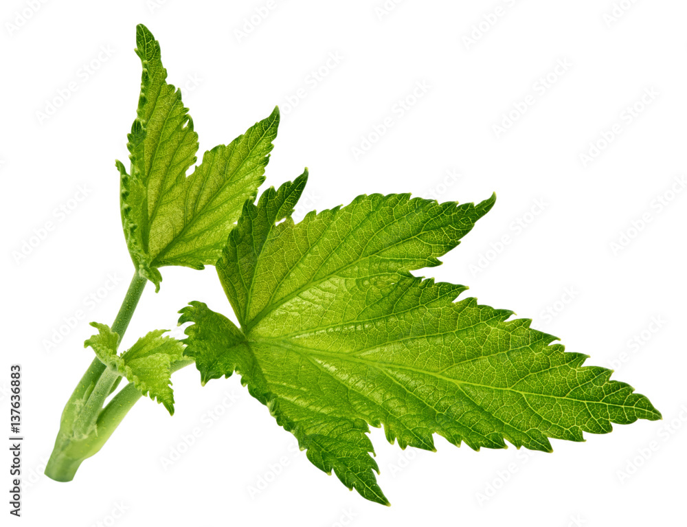 Currant leaf isolated