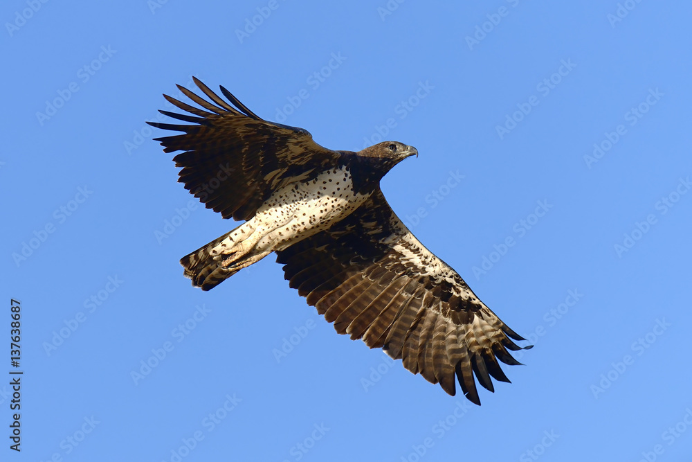 Tawny eagle (Aquila rapax) fly