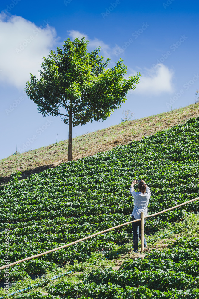 woman take photograph green tree on a hill near the farm Strawberry.