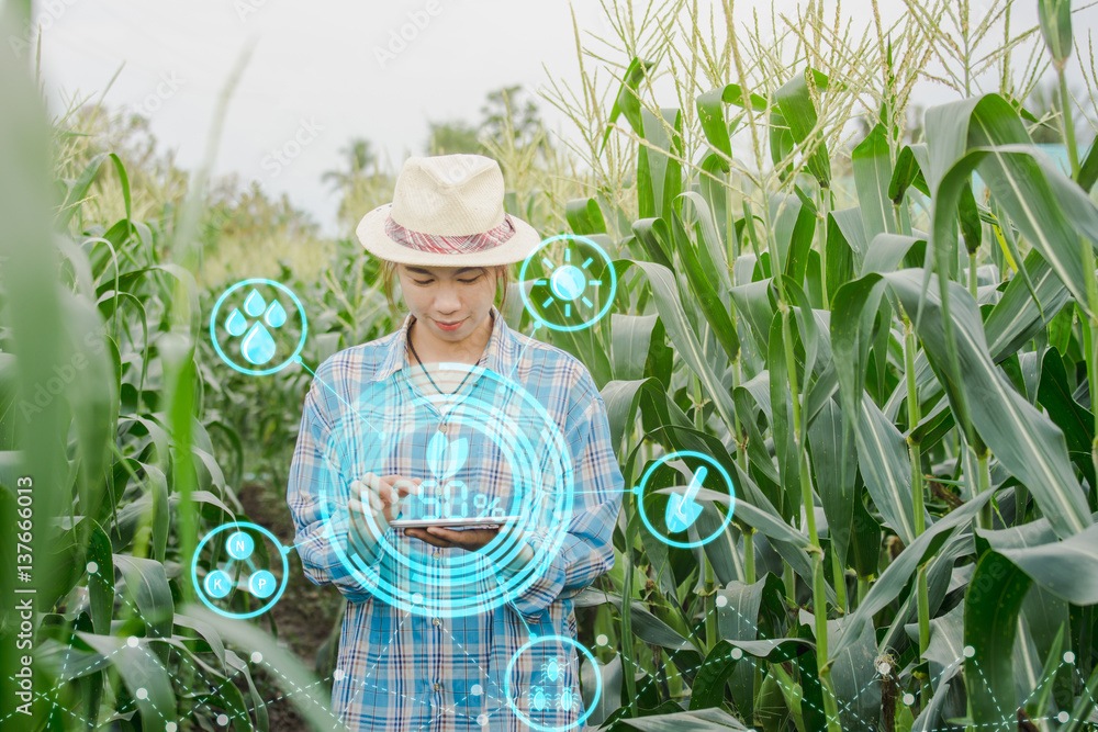 farmer asian woman inspecting corn in agriculture garden with concept Modern technologies.