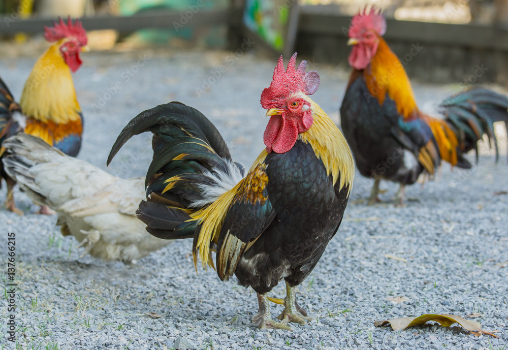 close up portrait of bantam chickens, Beautiful colorful cock