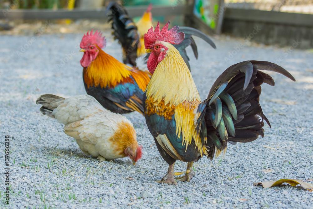 close up portrait of bantam chickens, Beautiful colorful cock