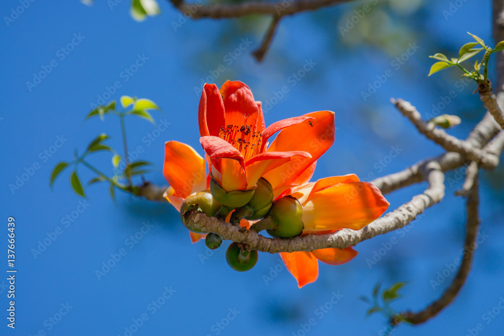 Cotton tree, Kapok tree, Red cotton tree, Silk cotton, Shving brush