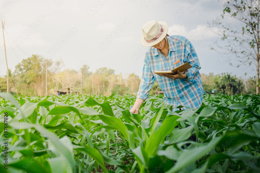 farmer woman inspecting corn by hand in agriculture garden.