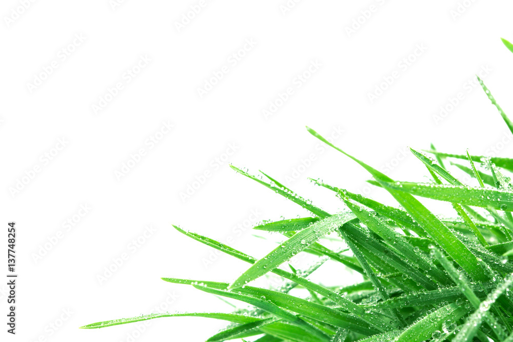 fresh green grass with droplets after the rain background