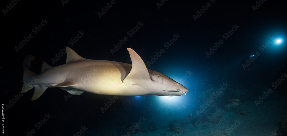 Bonnethead shark hunting at night