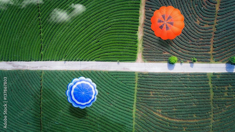 Hot air balloon fly over green tea farm