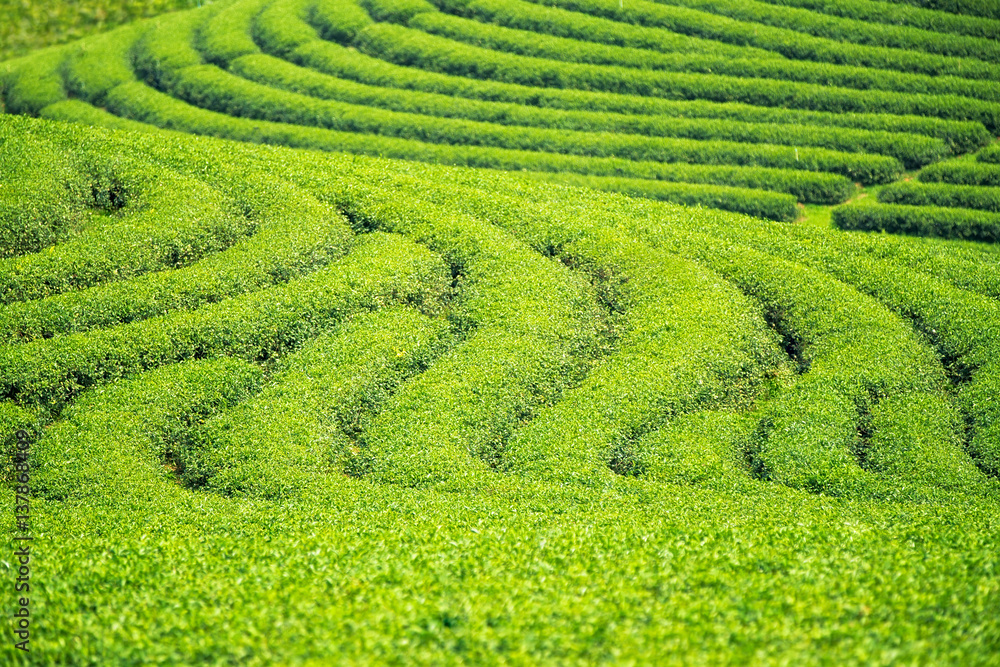 绿茶农场的背景和质地