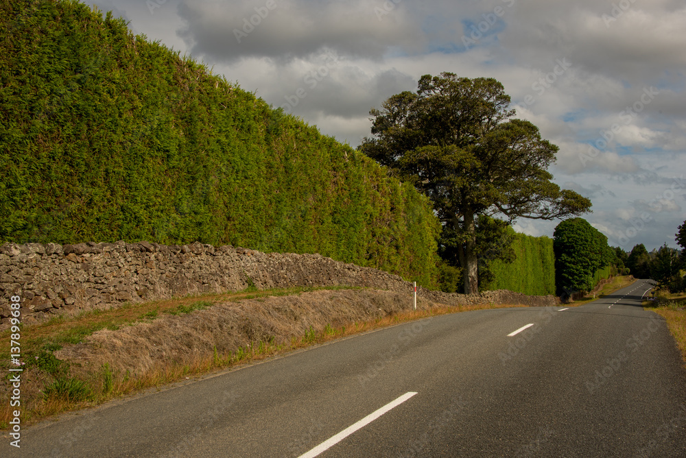 Living fence on a farm, New Zealand