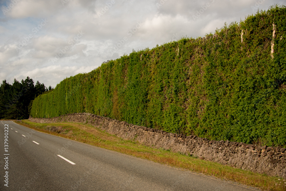 Living fence on a farm, New Zealand