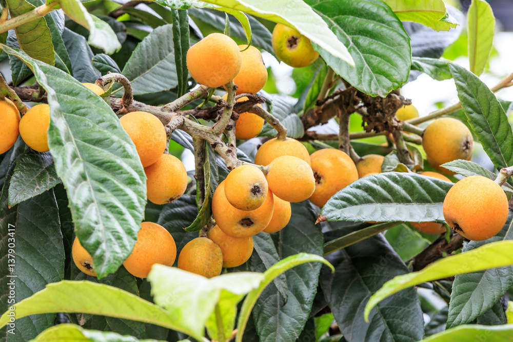 Ripe loquat fruits on the tree