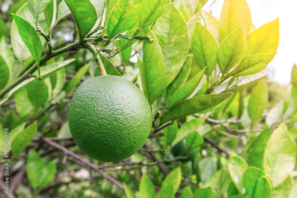 Orange tree