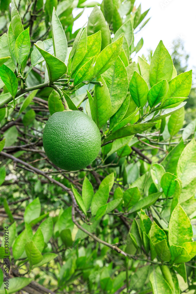 橘子树