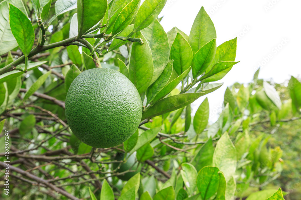 Orange tree