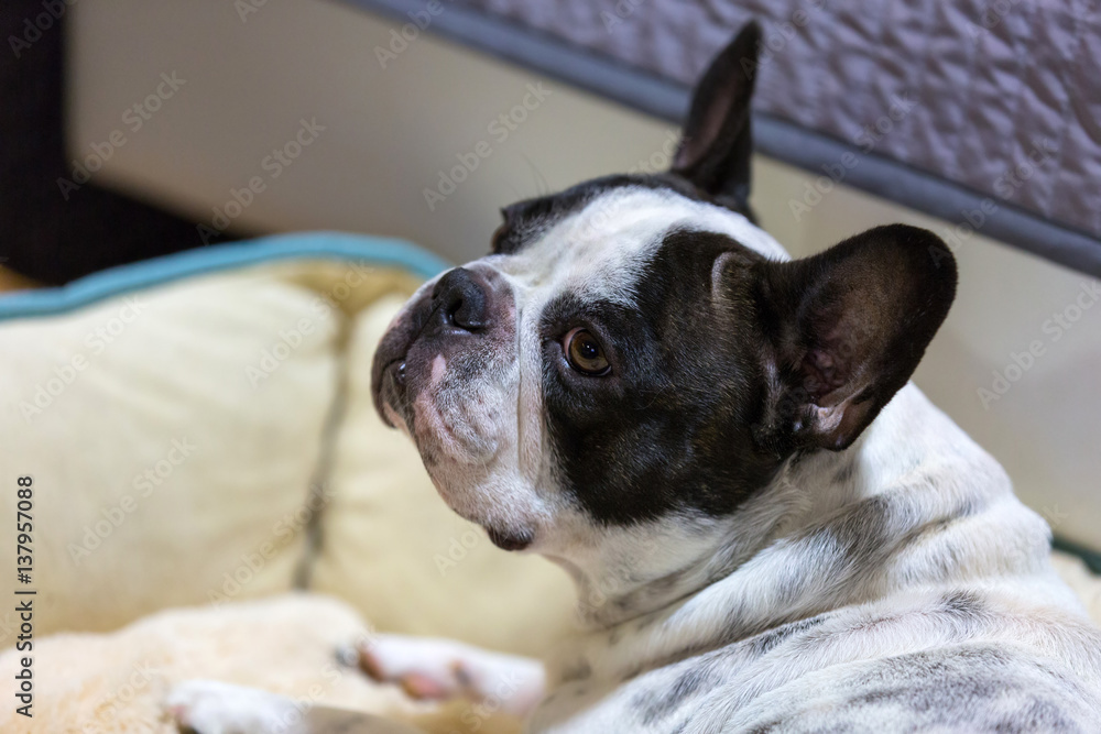 French bulldog lying on the lair