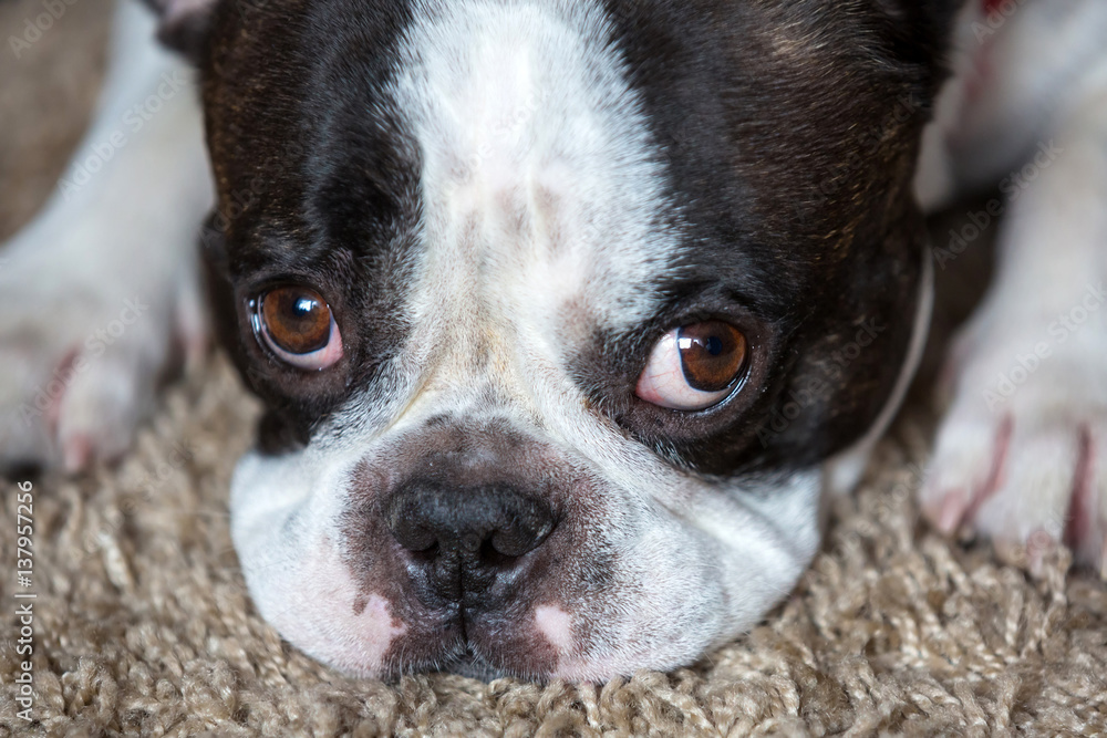 French bulldog lying on the carpet