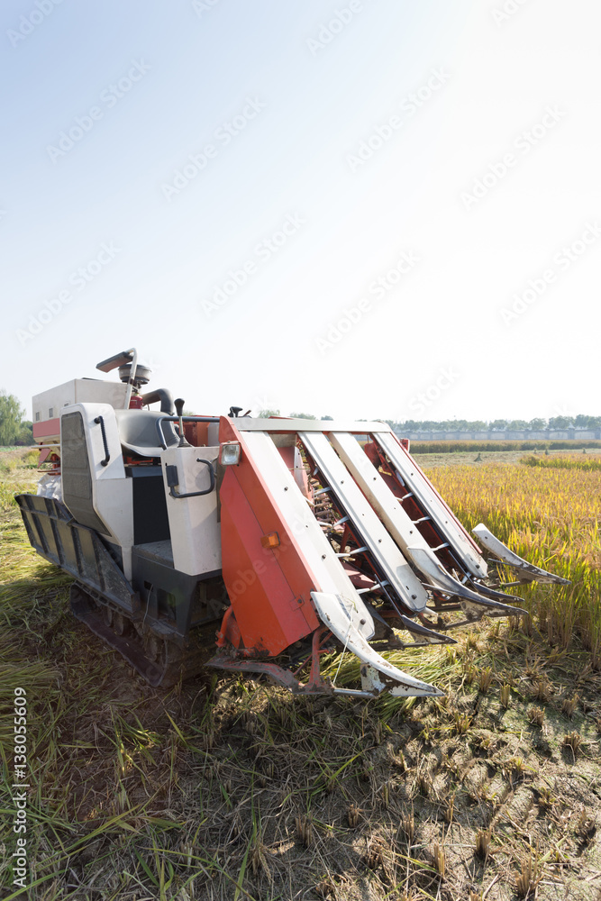 harvester in golden cereal field