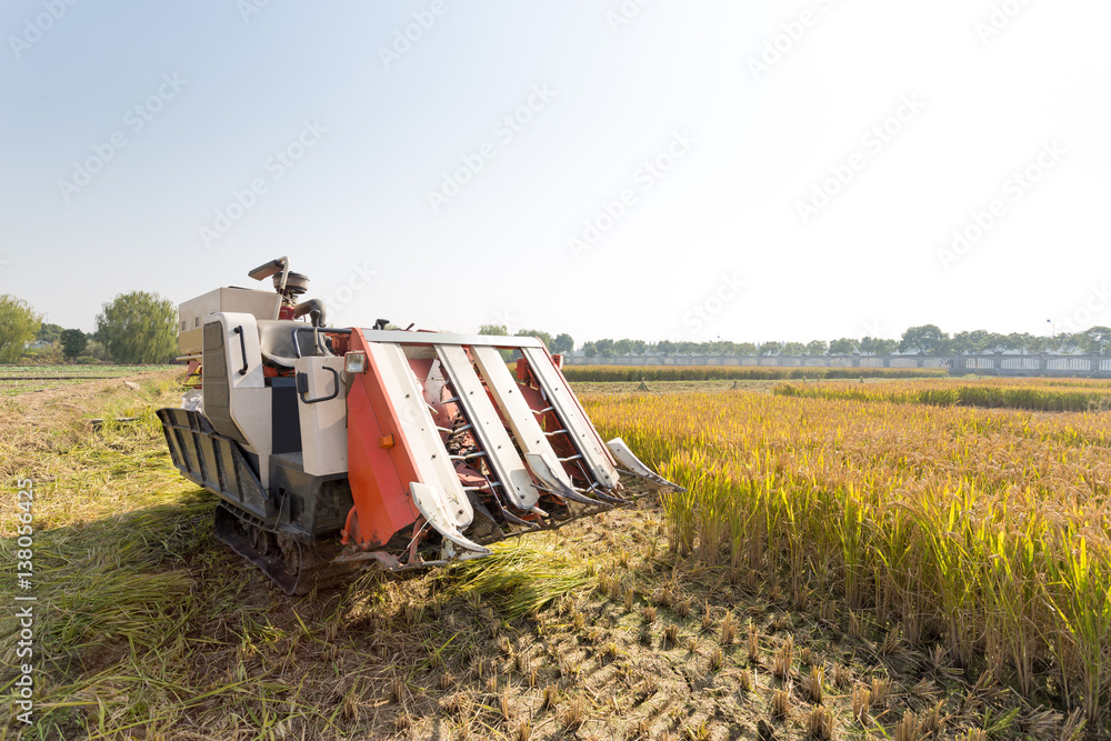 harvester in golden cereal field