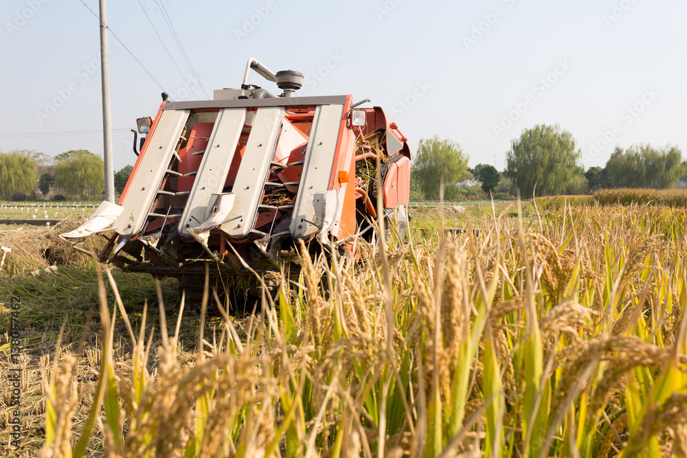 harvester in golden cereal field