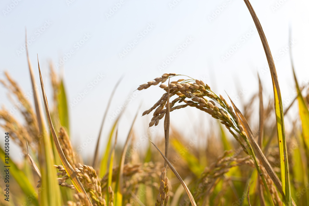 closeup of cereal plant