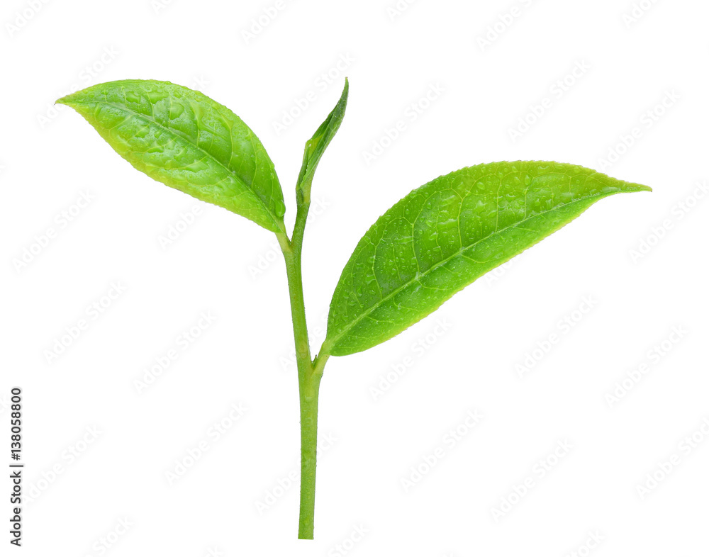 Green tea leaf with drops of water isolated on white background.