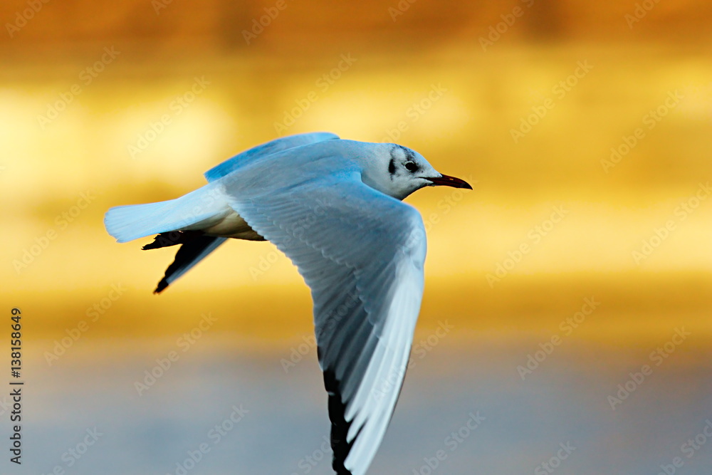 black headed gull in winter plumage