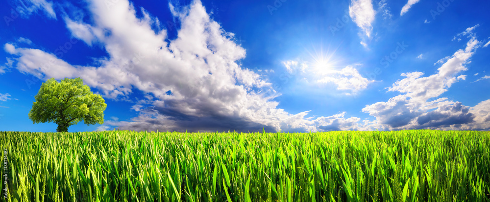 Panoramic landscape: green field with lone tree on the horizon and dynamic clouds in the blue sunny 