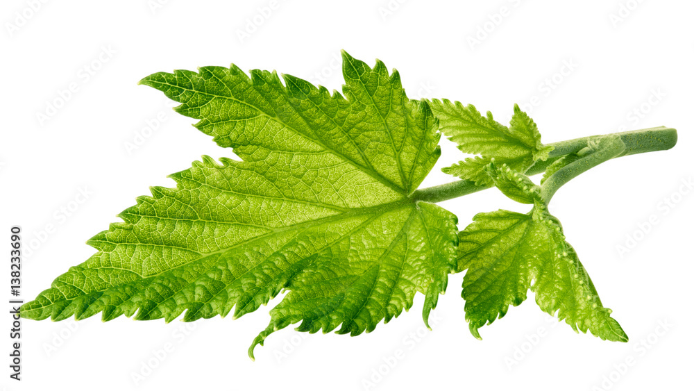 Currant leaf isolated