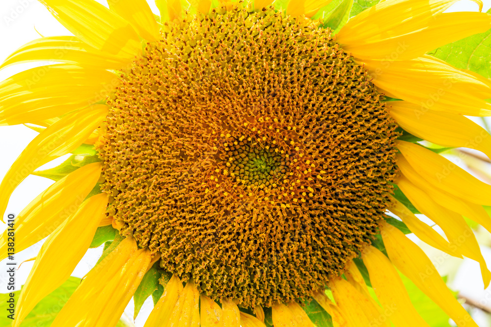 Sunflower flowers bloom in the summer