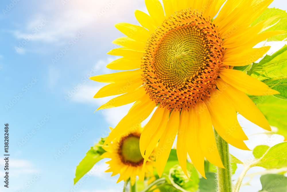 Sunflower flowers bloom in the summer