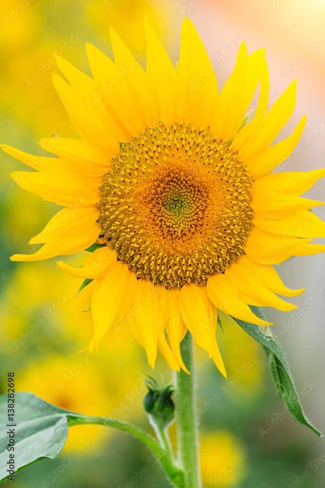 Sunflower flowers bloom in the summer