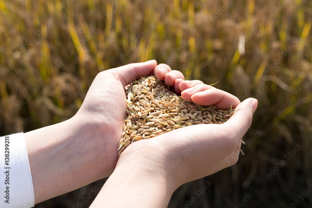 hand with cereal seed