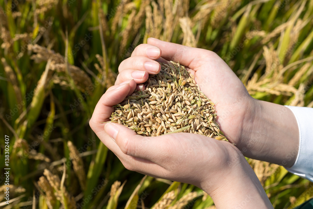 hand with cereal seed