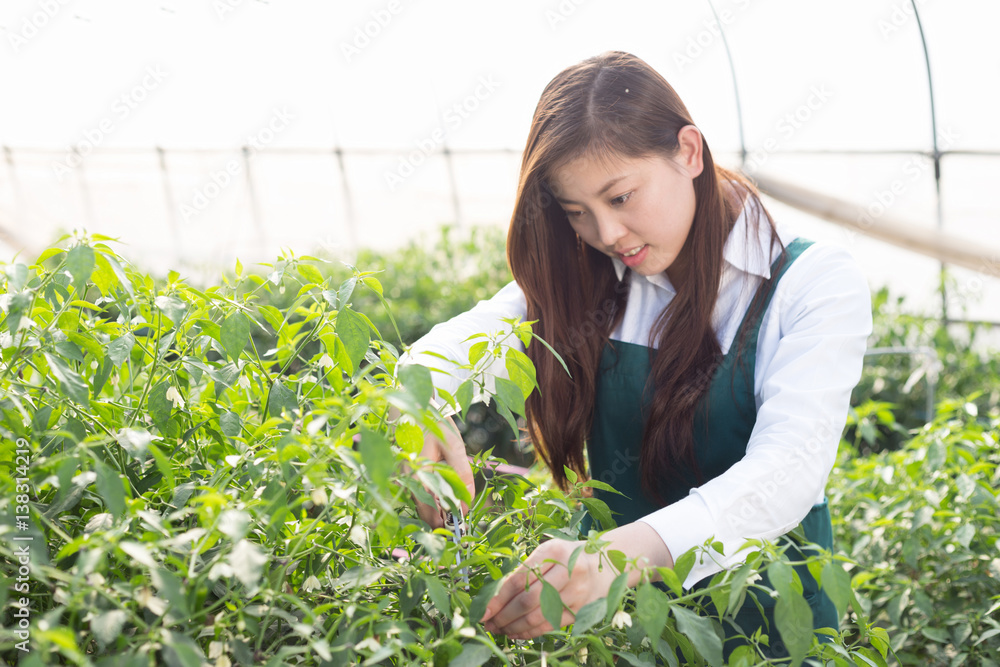 young asian woman working in green house