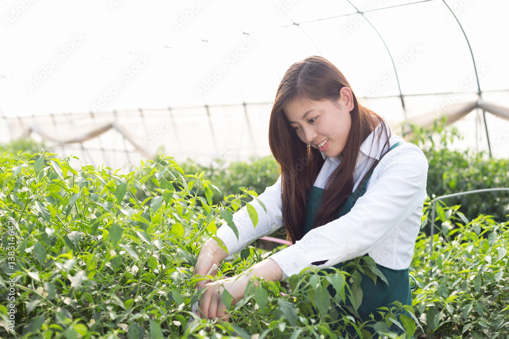 young asian woman working in green house