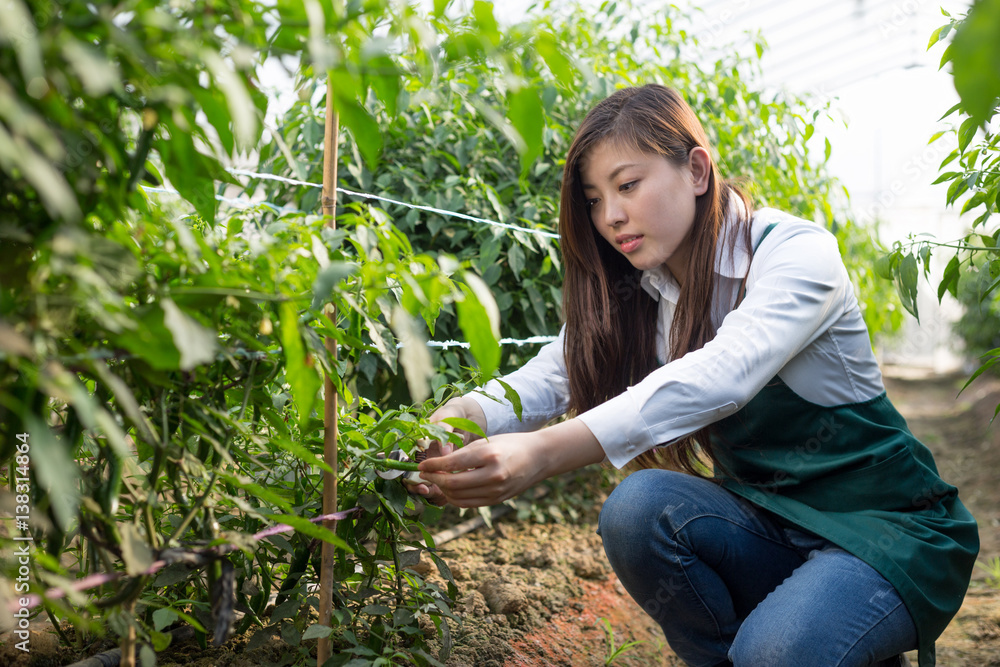 young asian woman working in green house