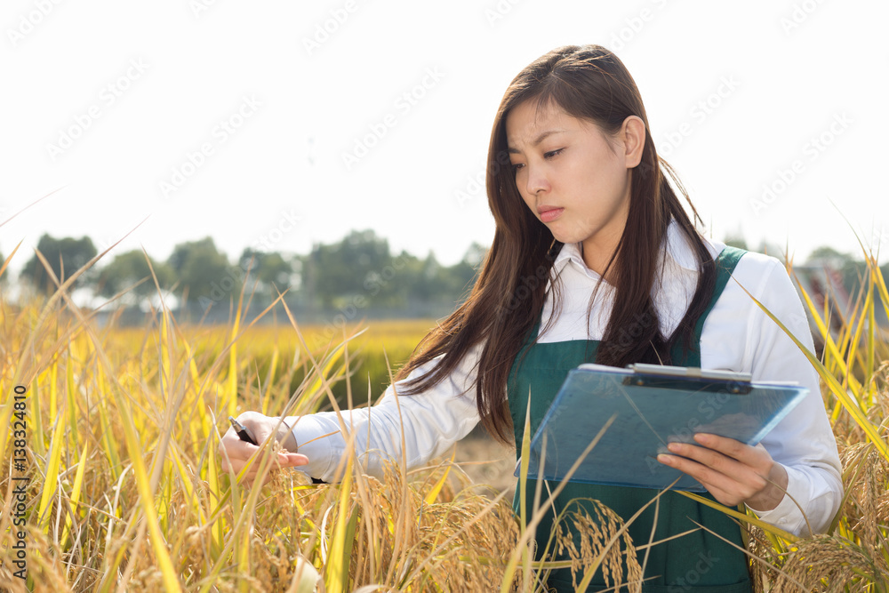 young asian woman in golden cereal field