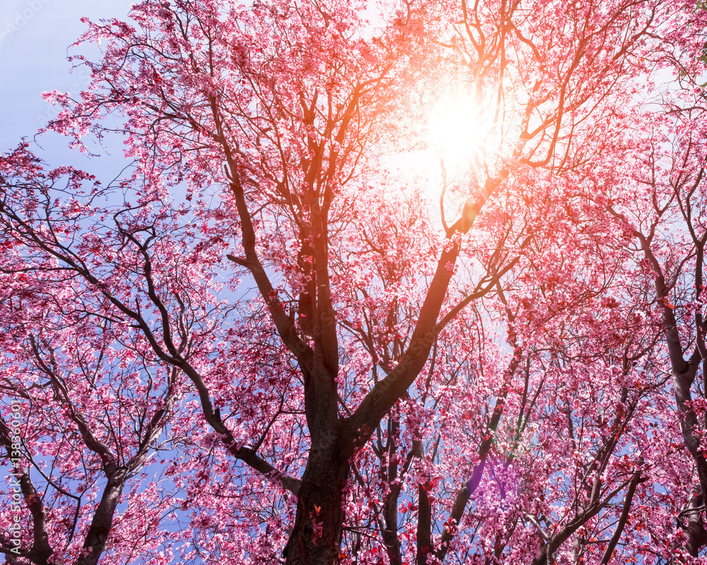 Tree with pink flowers in spring