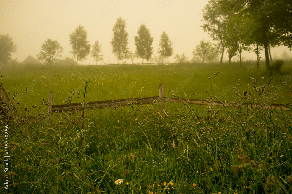 Morning in the countryside. Meadow and trees in the fog