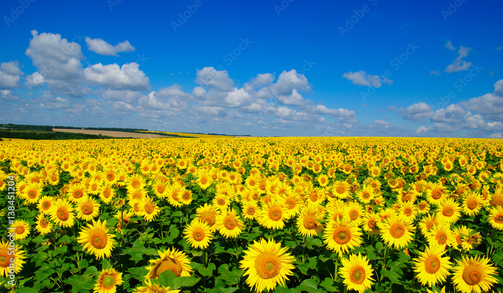 field of blooming sunflowers