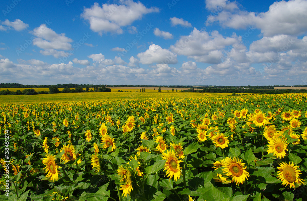 field of blooming sunflowers