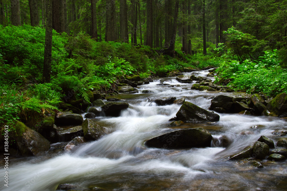 River in the woods