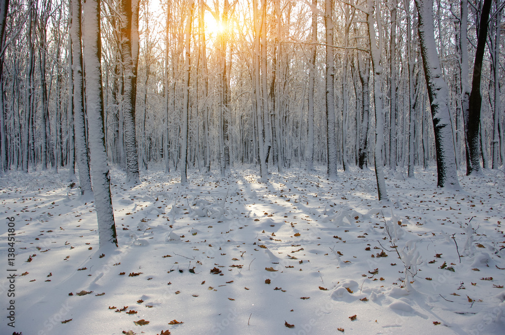 Sunset in winter forest