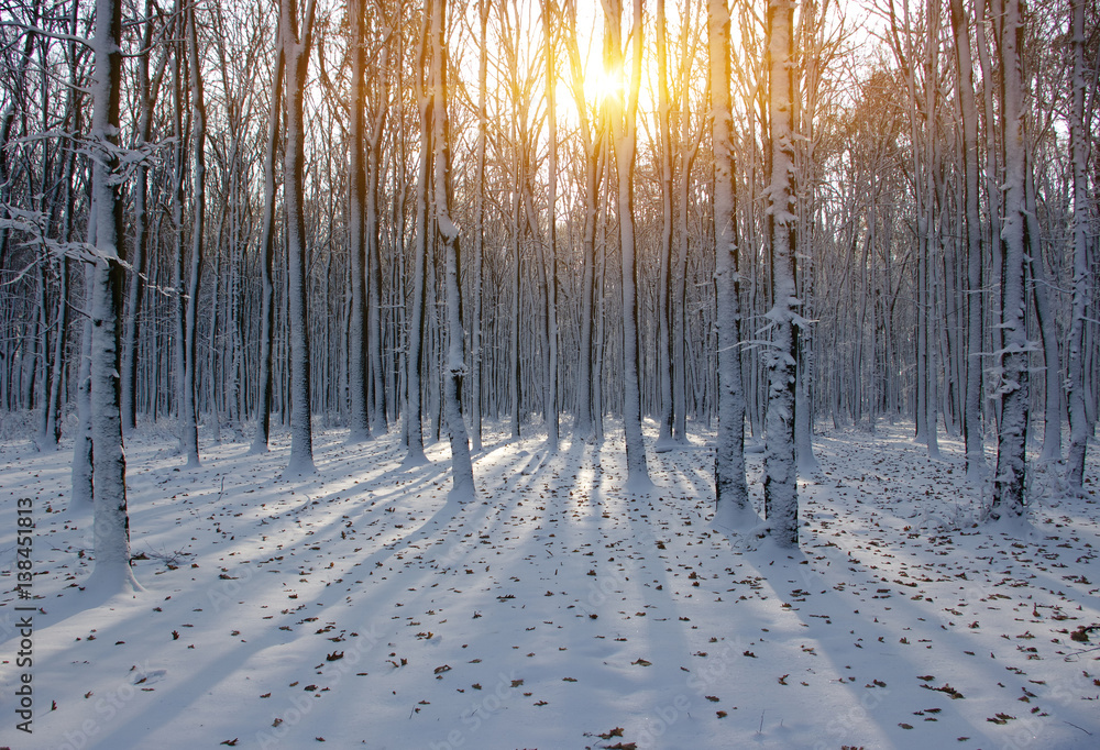 Sunset in the wood