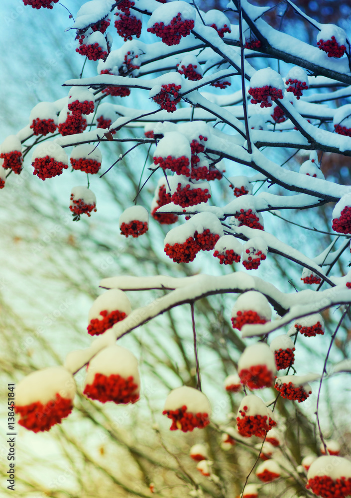  rowan covered with the snow