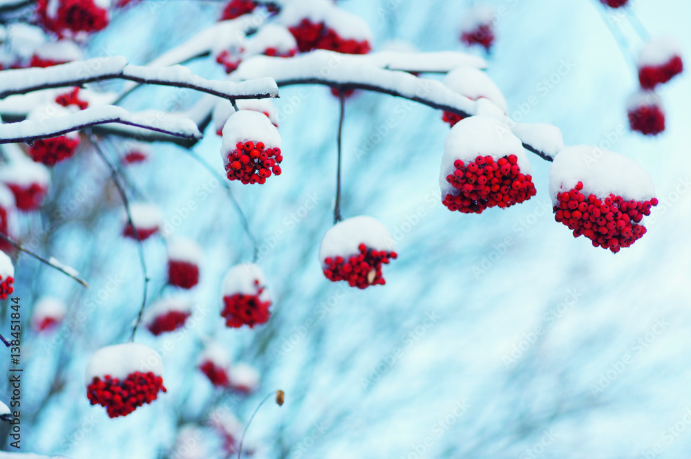  rowan covered with the snow