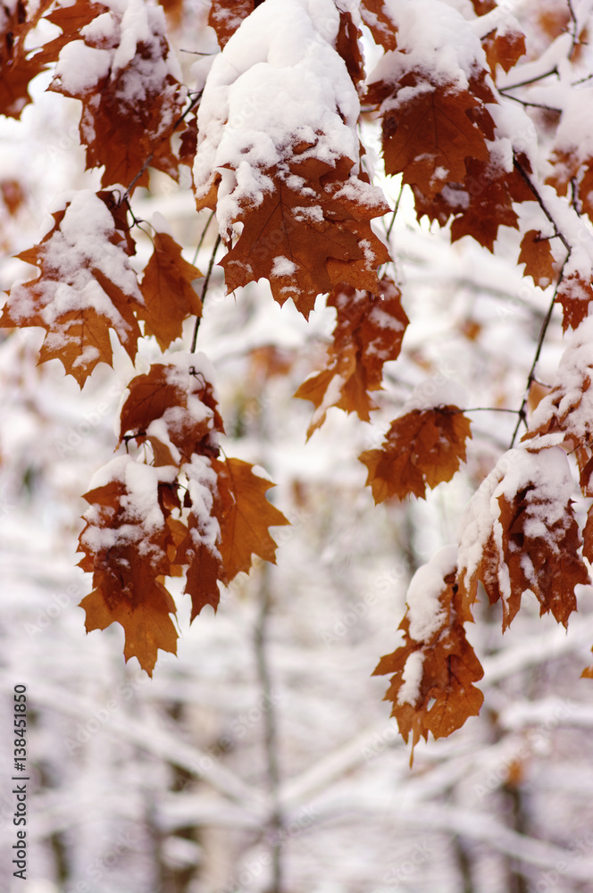 Yellow leaves in snow